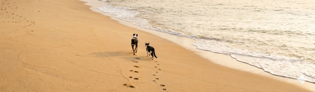 Dogs running on beach