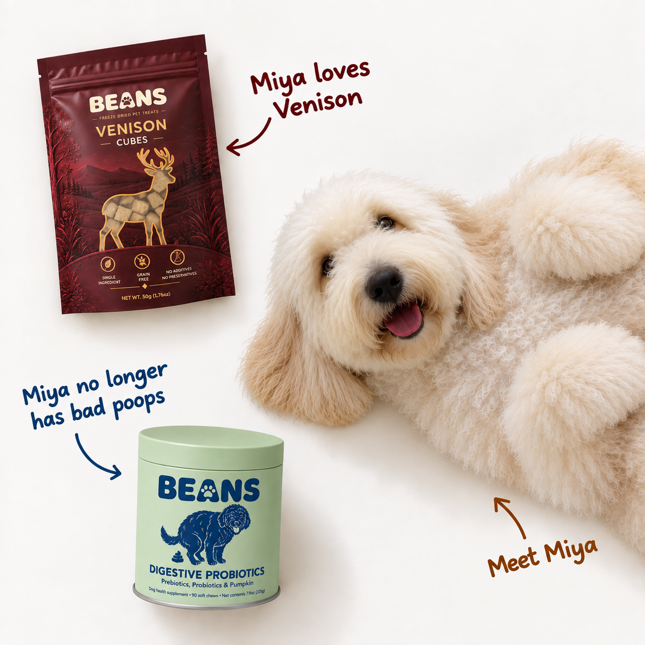 Miya the Goldendoodle with BEANS Venison Cubes treats and Digestive Probiotics supplement