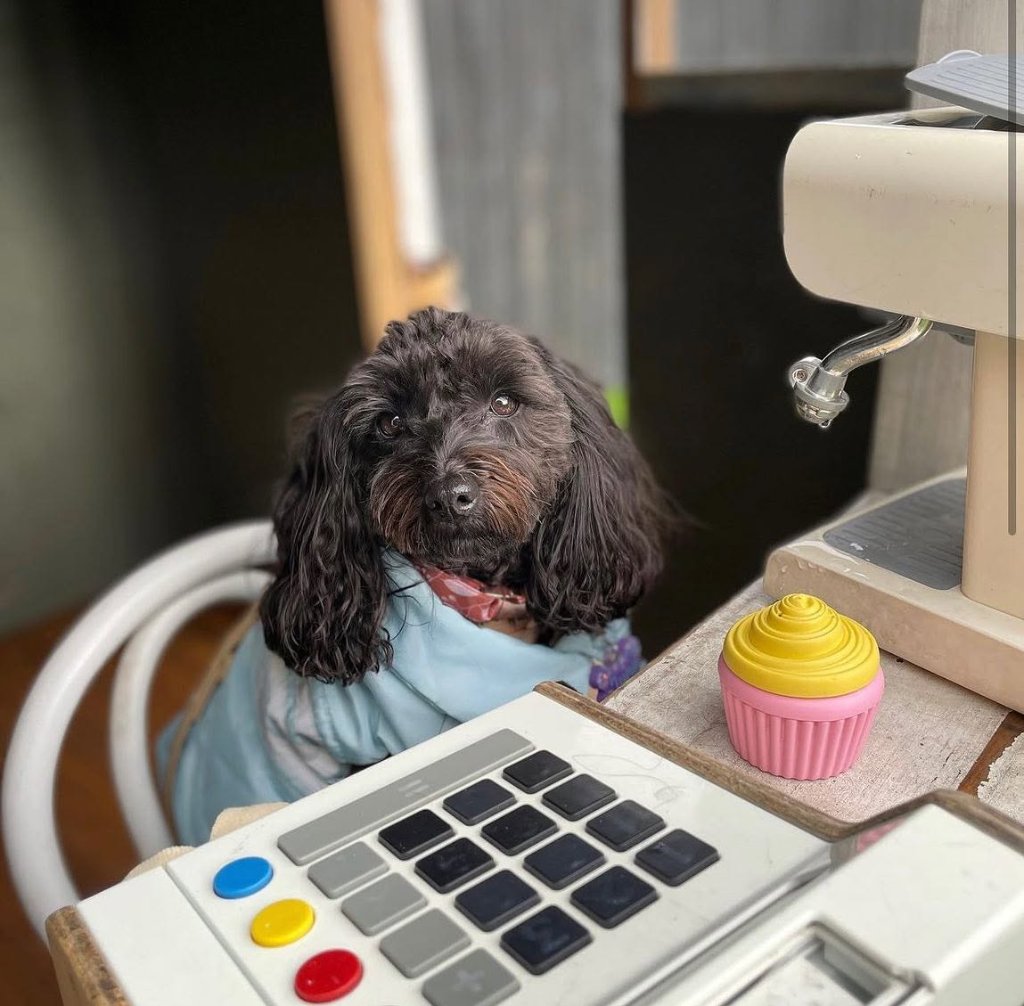 Dogs enjoying The Hideout dog friendly café Rosebud