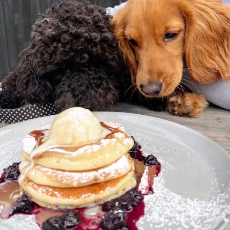 Dog friendly café in Rosebud — The Hideout Mornington Peninsula