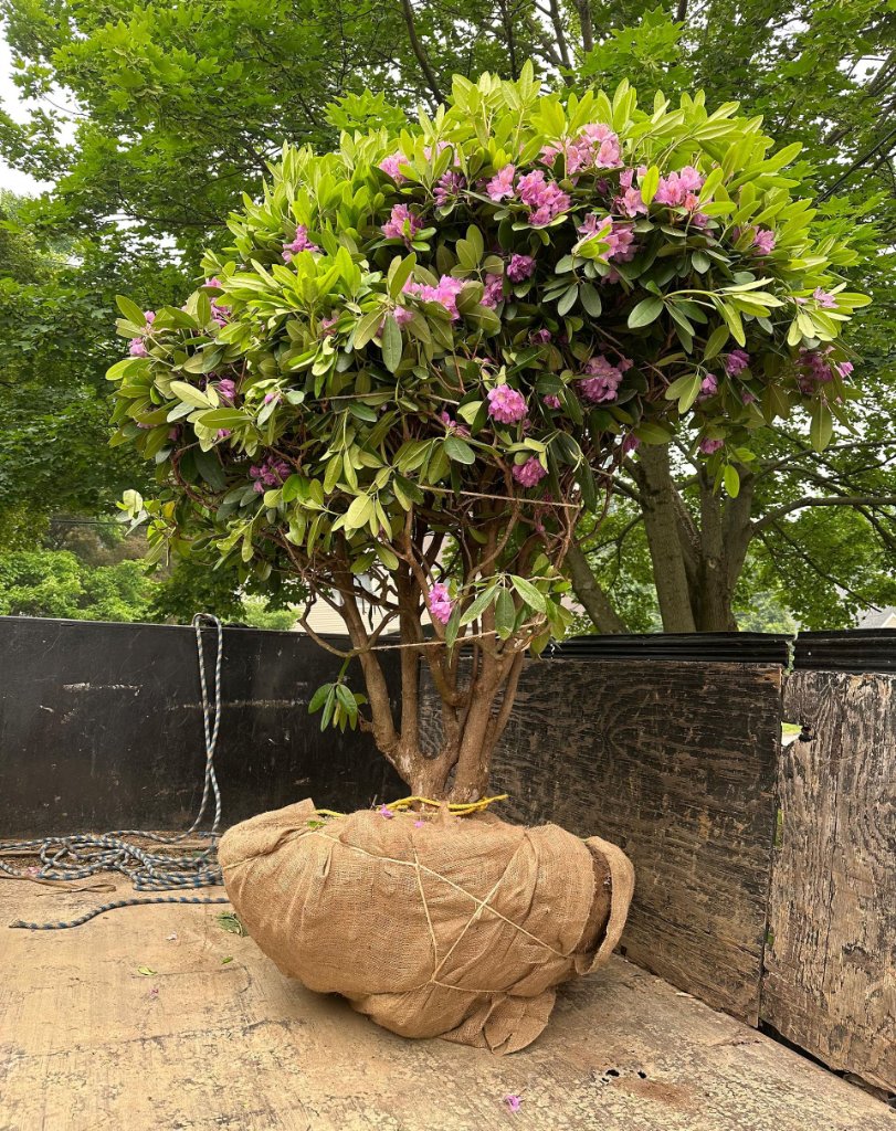 Tree Planting and Care Help in Lower Fairfield County, CT