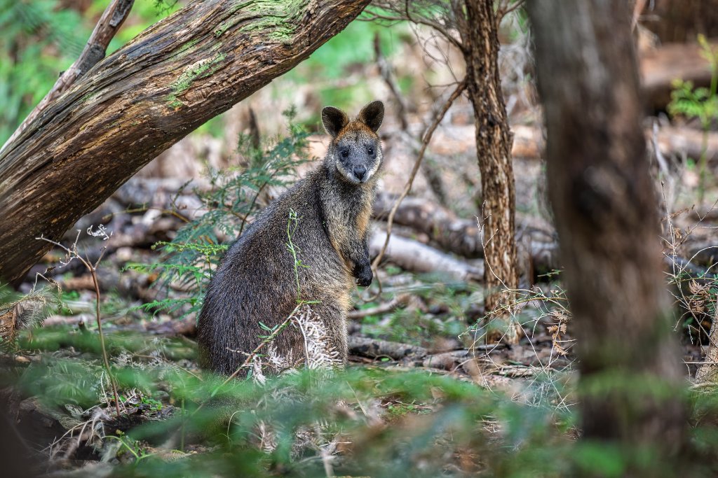 Wallaby