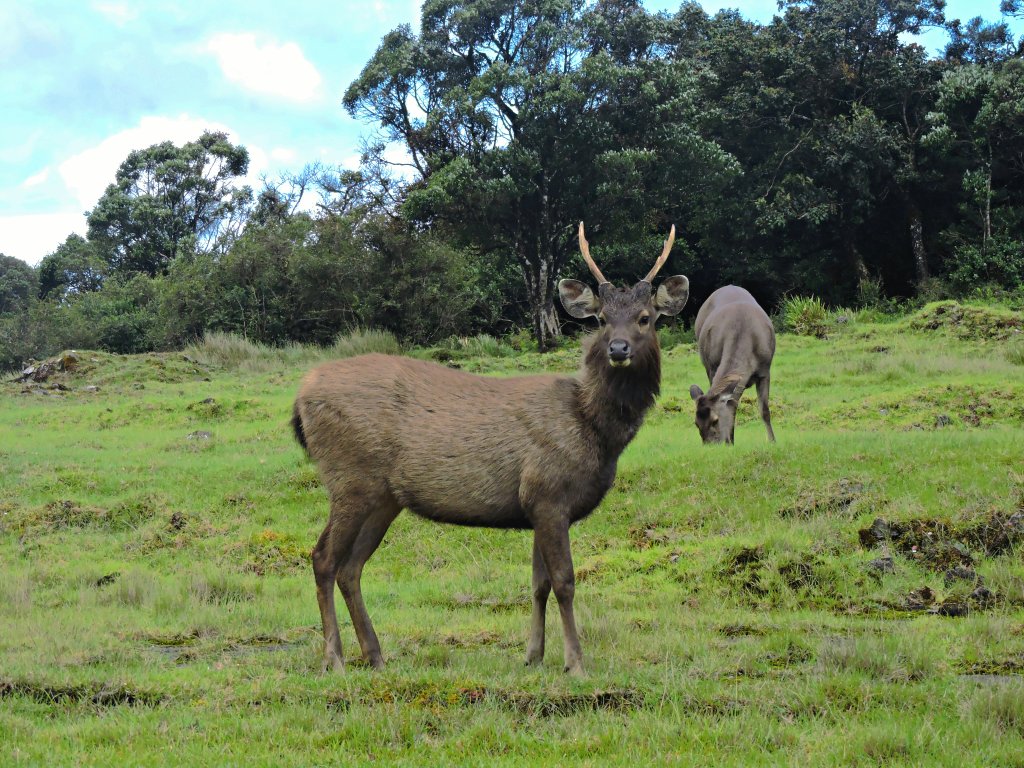 Sambar Deer