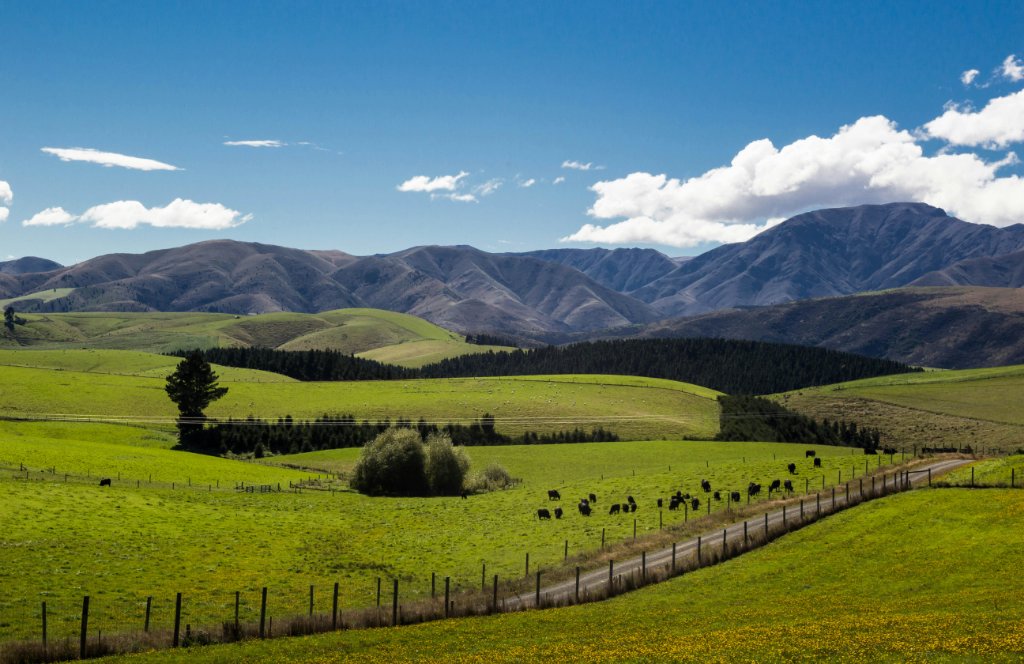 Waikato hunting country