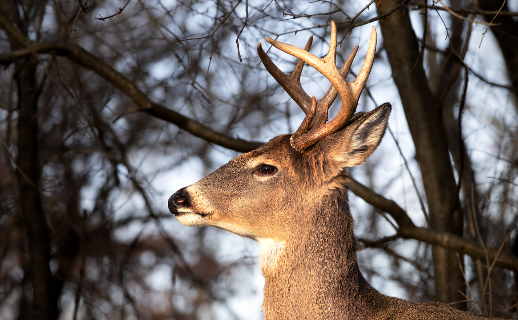 White-tail Deer