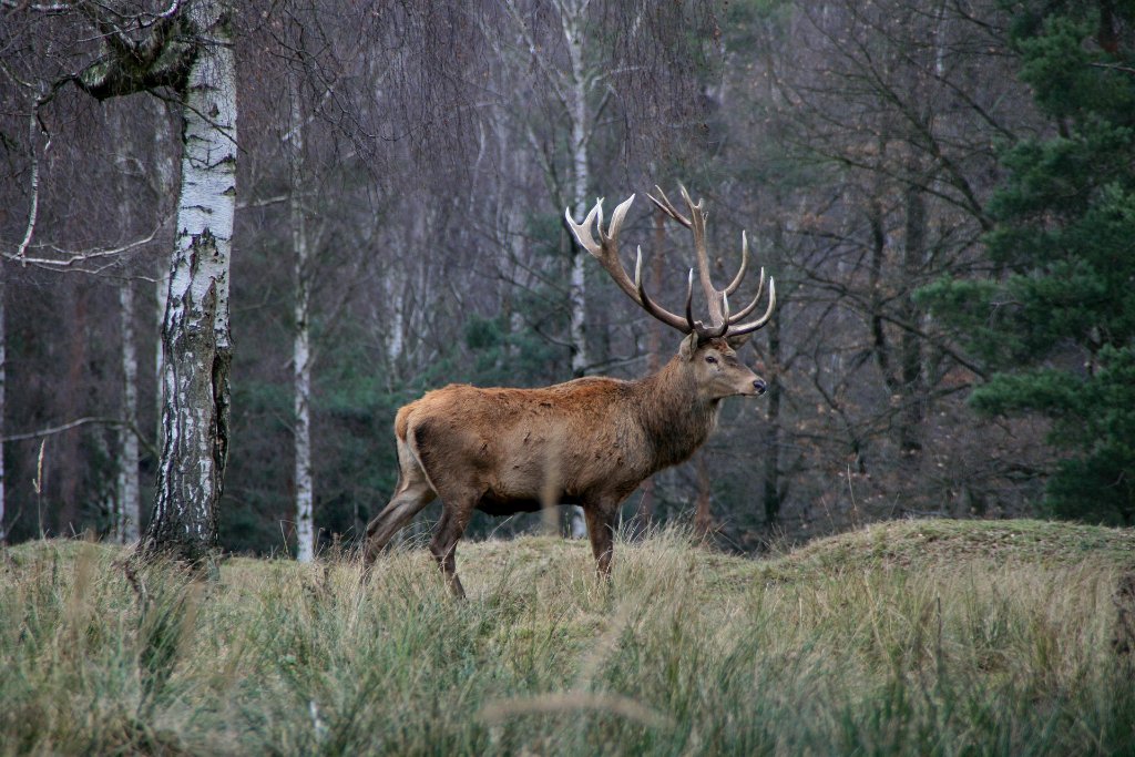 Deer
