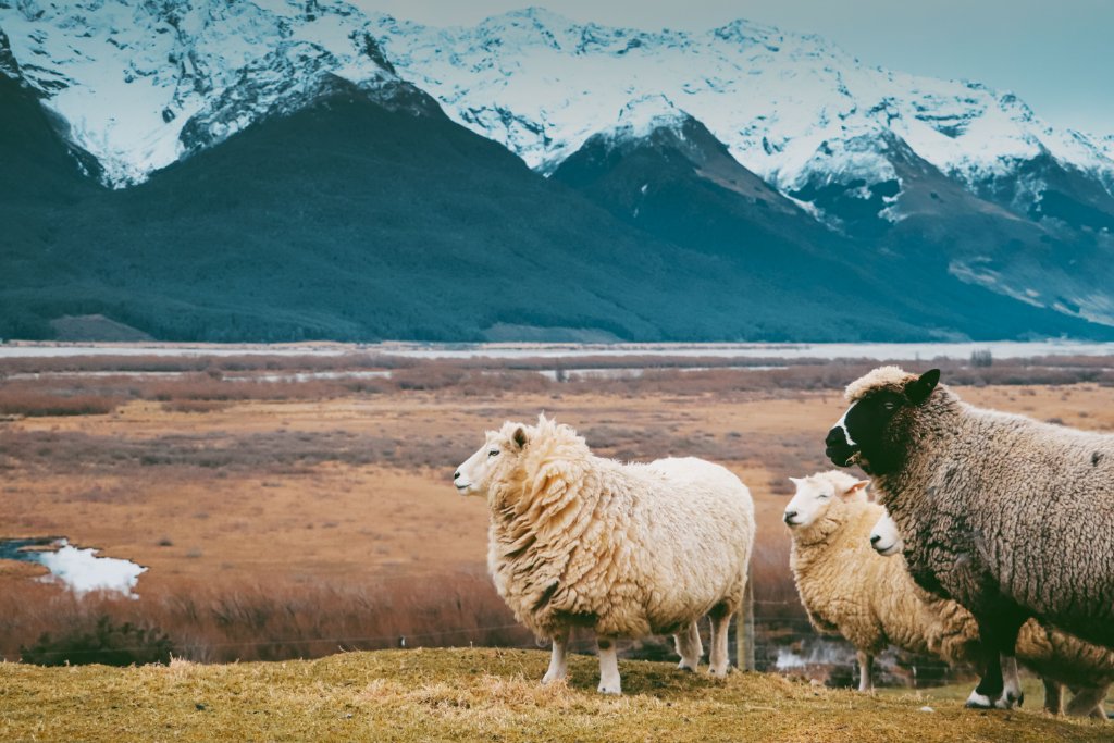 Feral Sheep