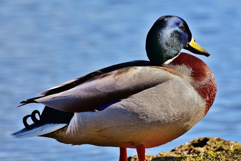 Game Birds