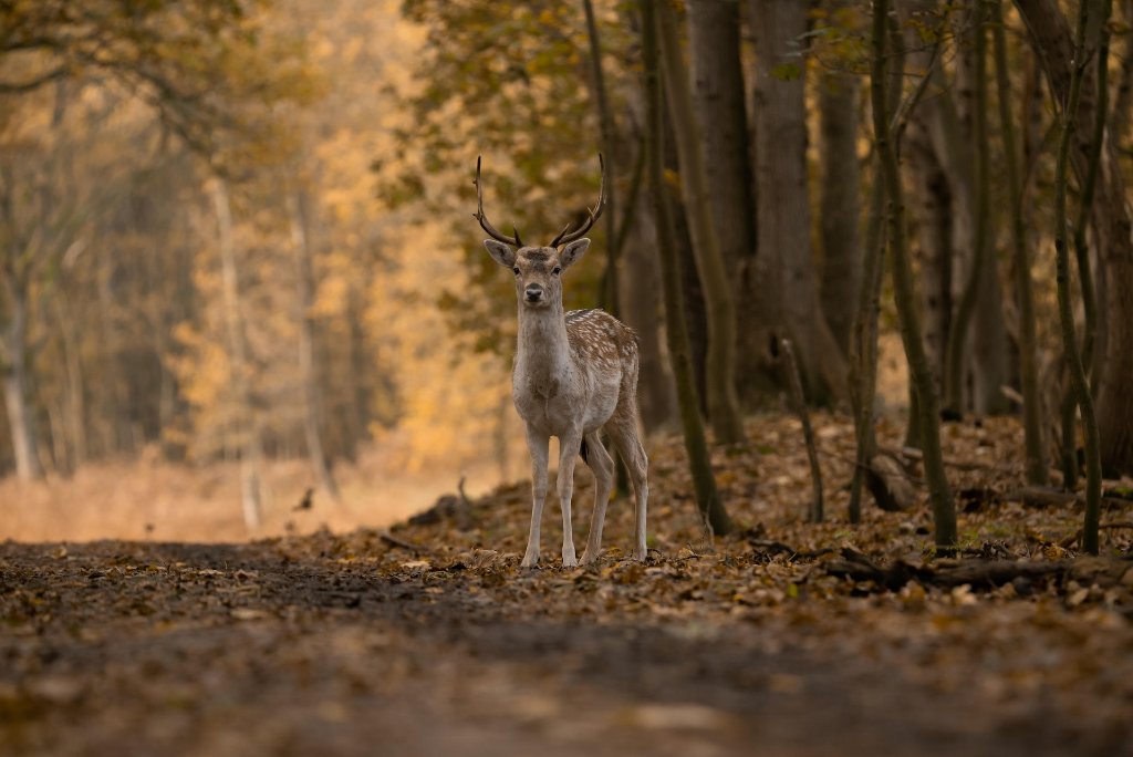 Fallow Deer