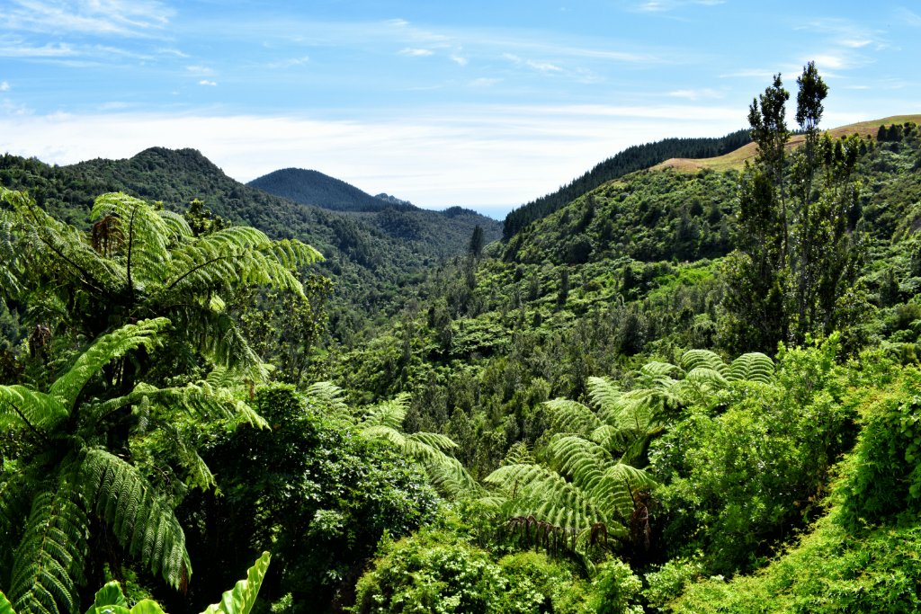Nelson/Tasman hunting country