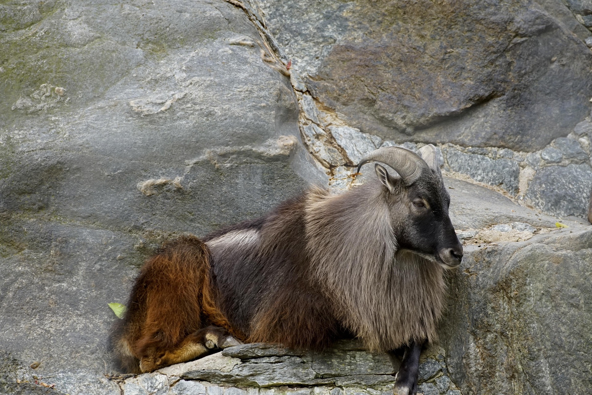 Himalayan Tahr