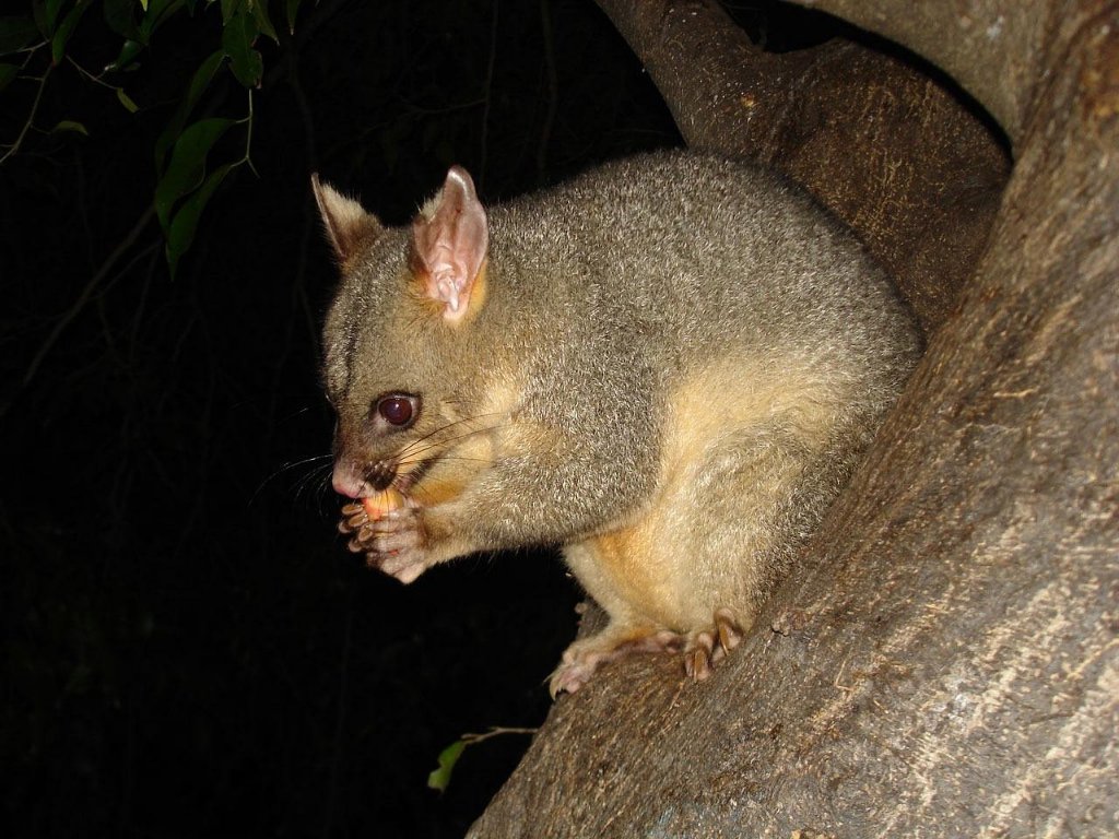 Possums