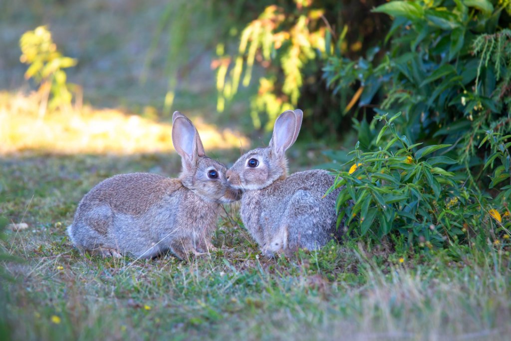 Rabbits & Hares