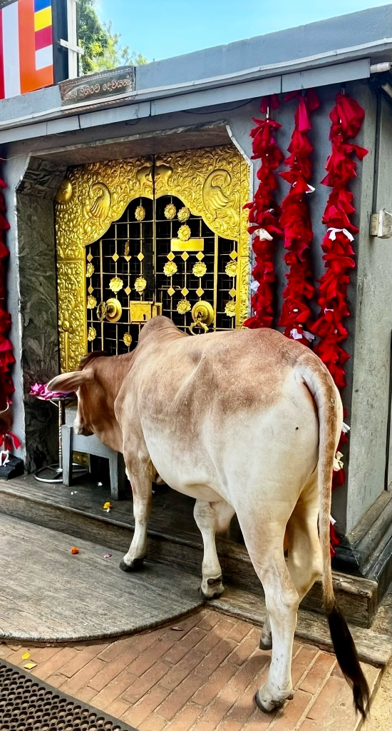 Sacred cow at golden temple