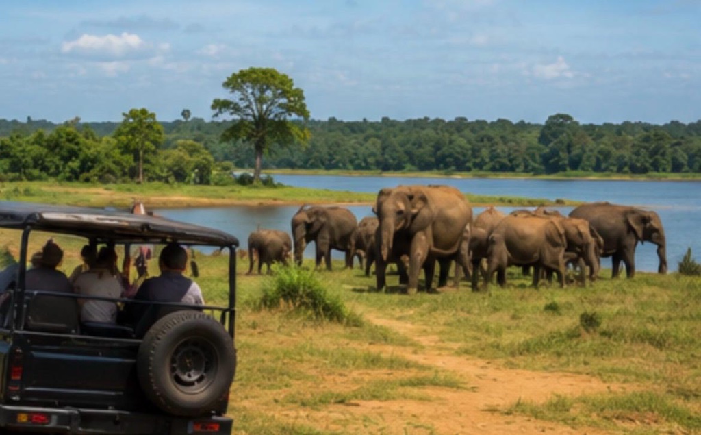 Safari jeep watching elephant herd