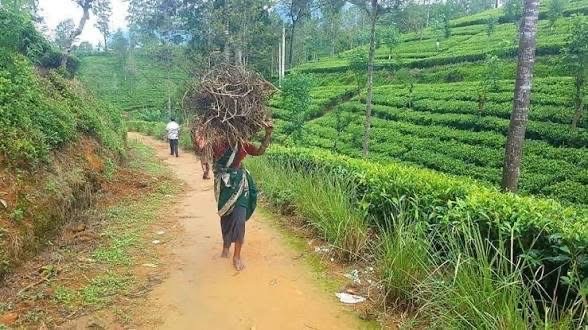 Paths through the plantation