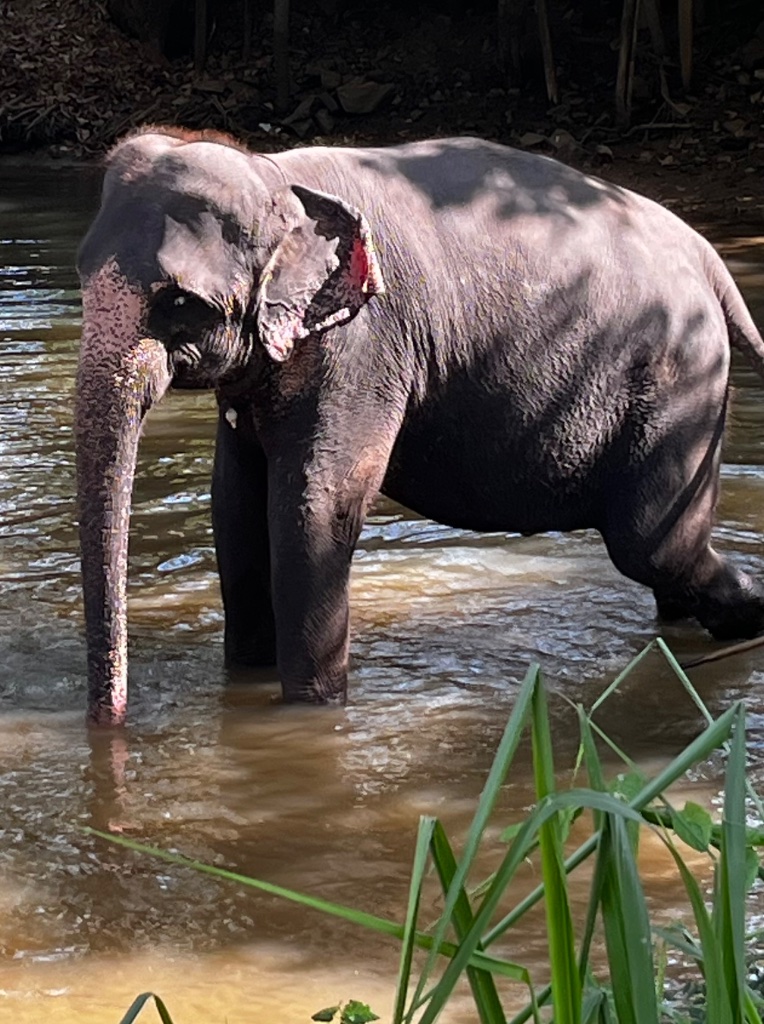 Wild elephant