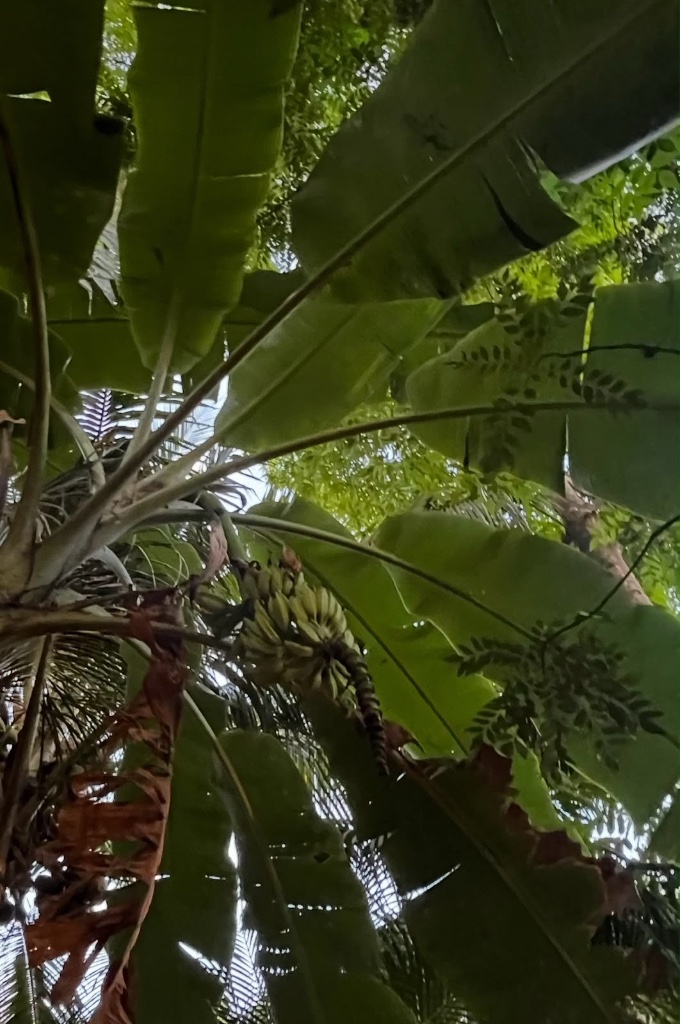 Ripe bananas growing above