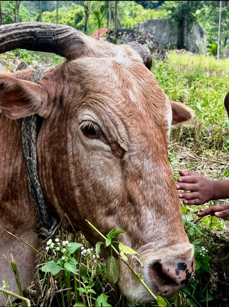 Village buffalo close-up