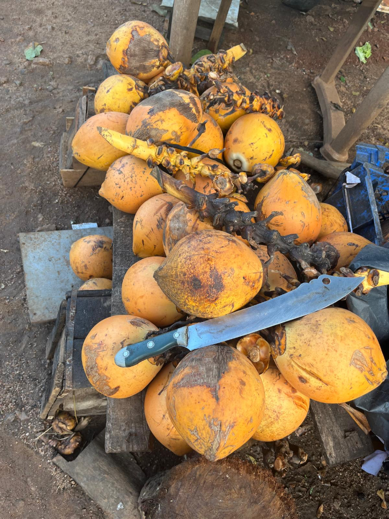 Fresh king coconuts at a roadside stall