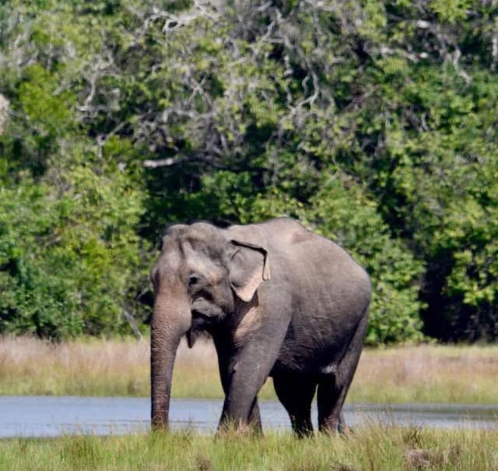 Coastal & Wildlife Safari