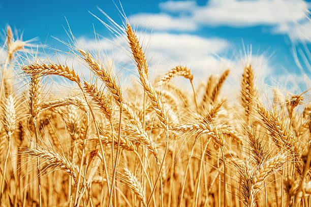 Semolina