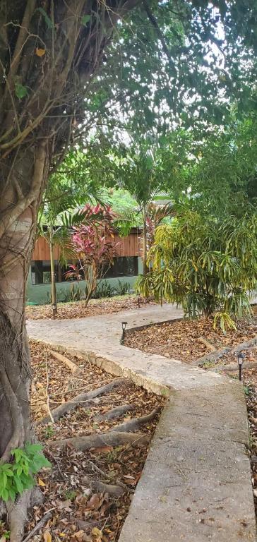 Concrete path through lush tropical foliage