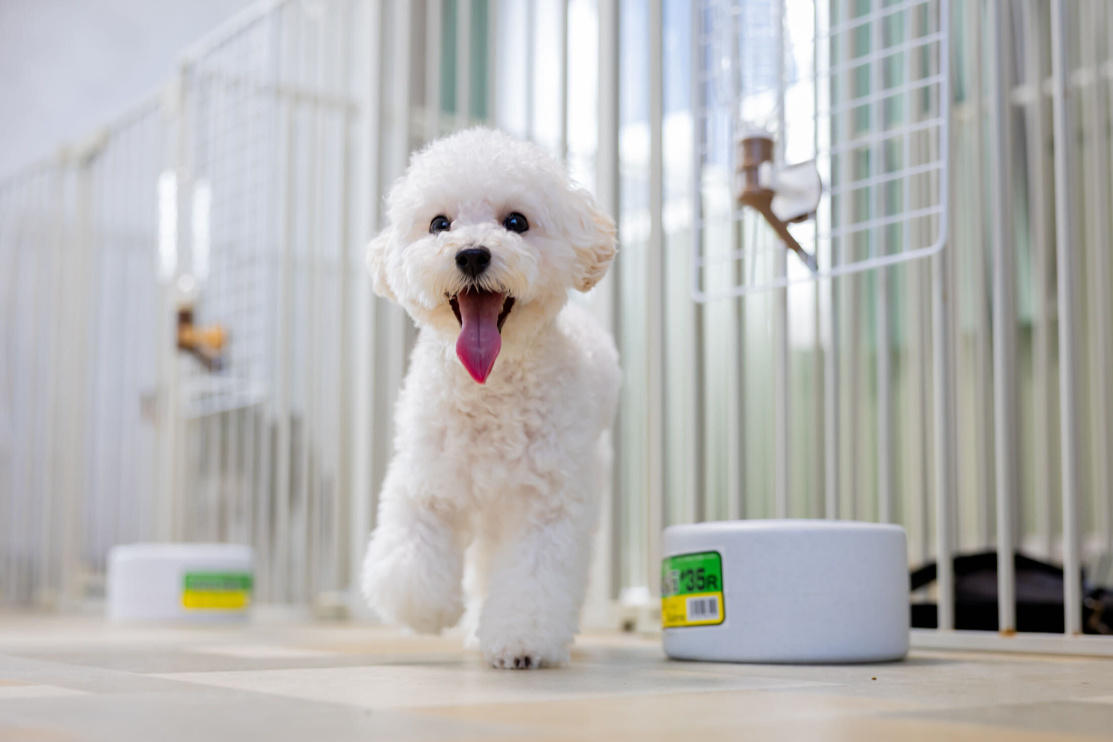 富山県砺波市のトリミングサロンmimiで過ごす犬