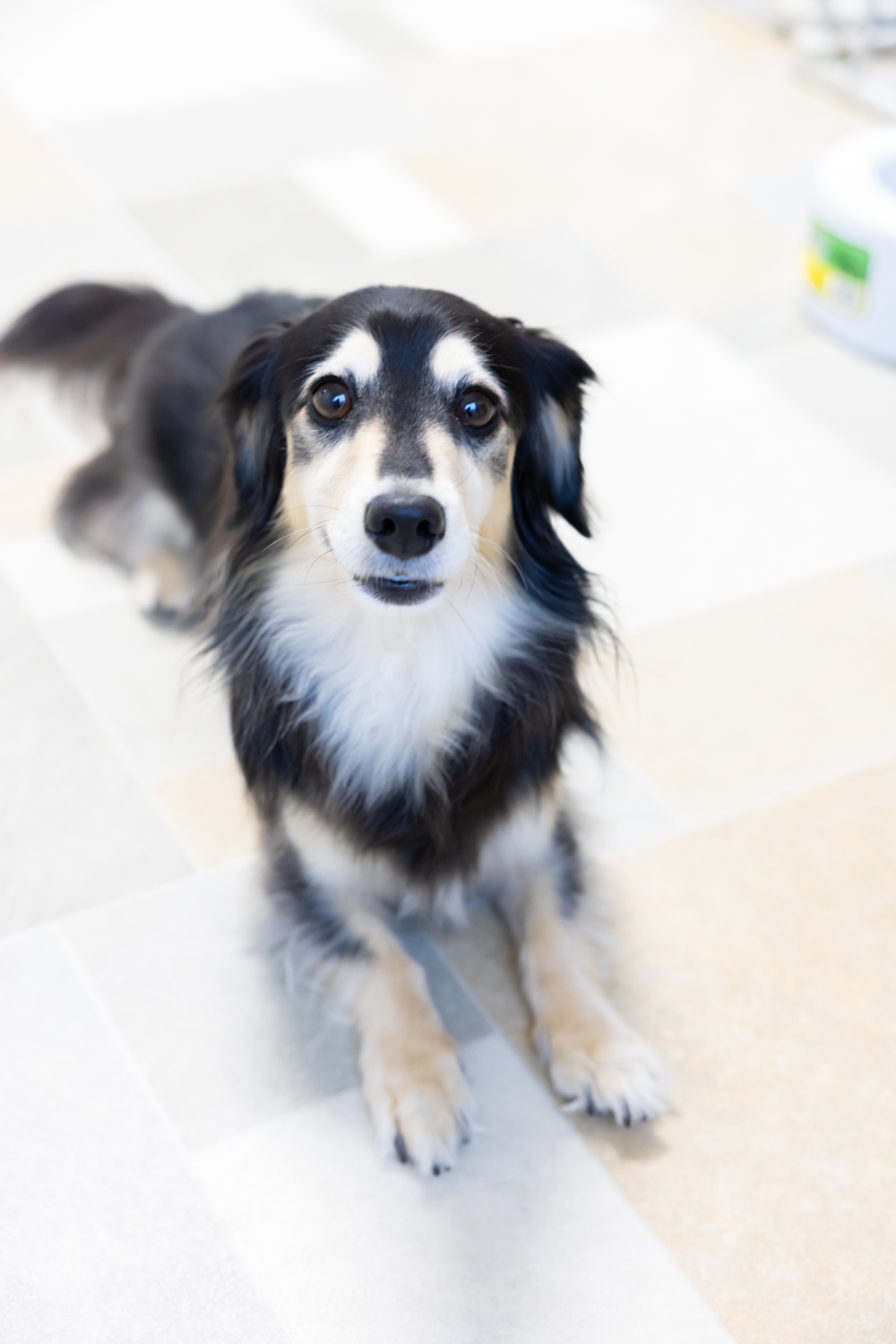 砺波市のトリミングサロンmimiでの犬のトリミング