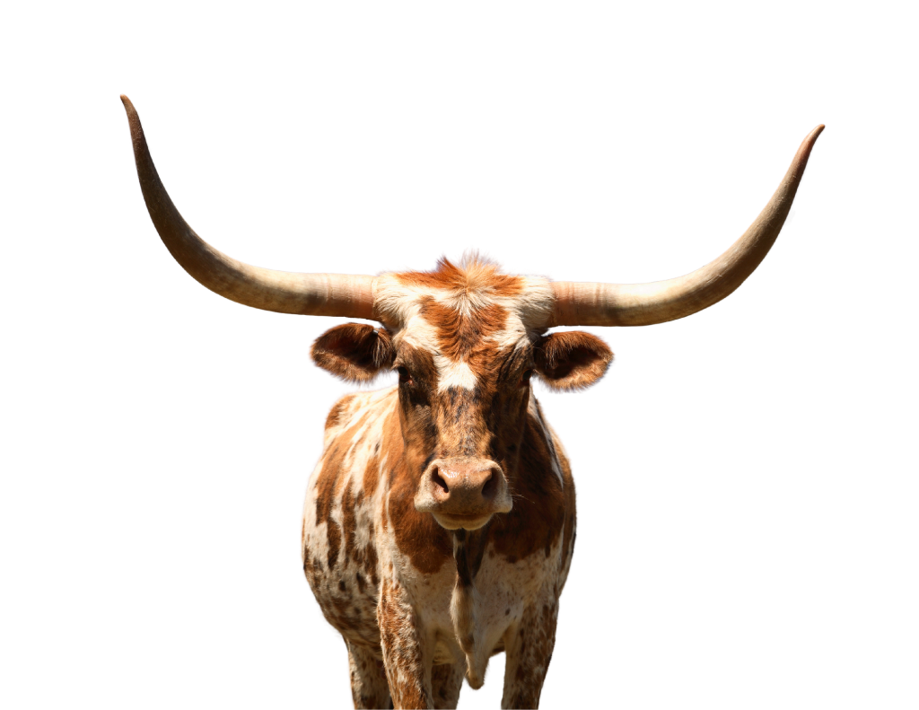Frontal portrait of a brown and white speckled Texas Longhorn with long, upward-curving horns.
