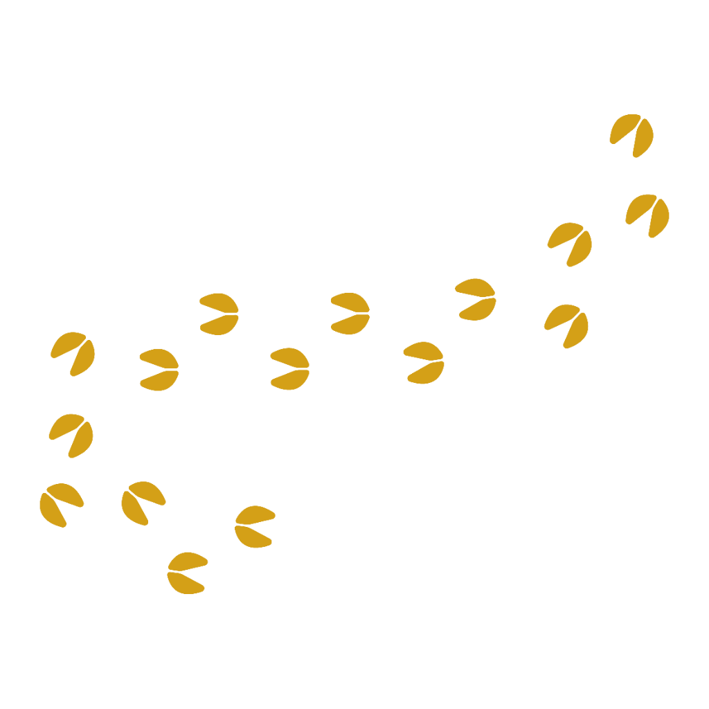 Graphic illustration of a path of gold-colored cattle hoof tracks wandering across a white background.