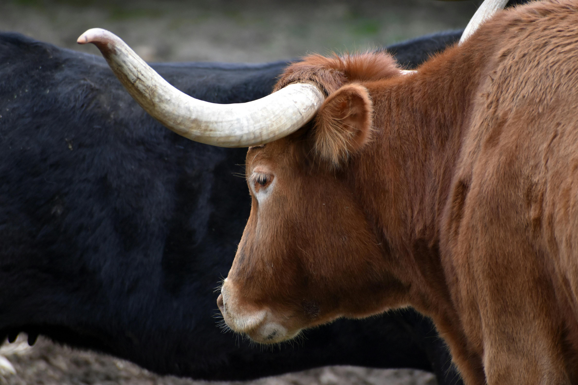 Close-up profile of a reddish-brown Texas Longhorn cattle with a prominent curved horn.
