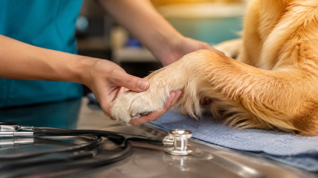 Cover image for blog article: Why Your Veterinary Clinic Website Fails Pet Owners at the Moment They Need It Most