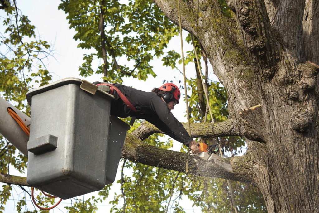Tree trimming Beverly Hills Citrus County FL – Handyman Heroes
