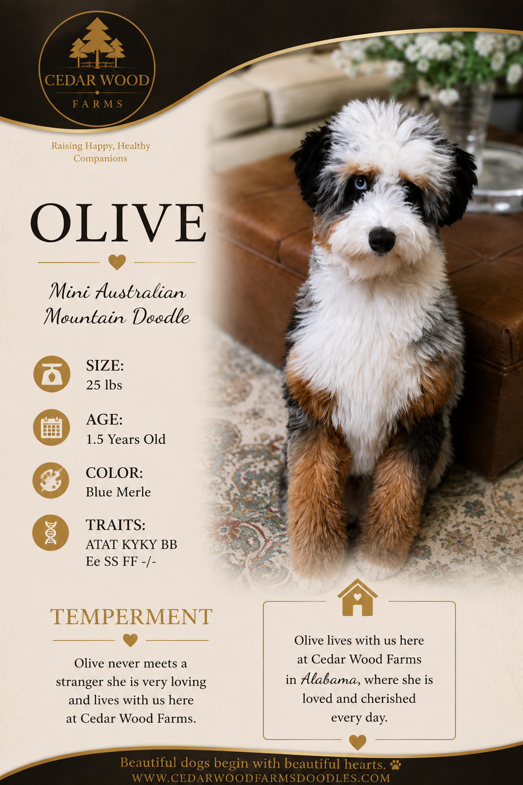 Olive — a Blue Merle Mini Australian Mountain Doodle breeding mom at Cedar Wood Farms in Berry, Alabama