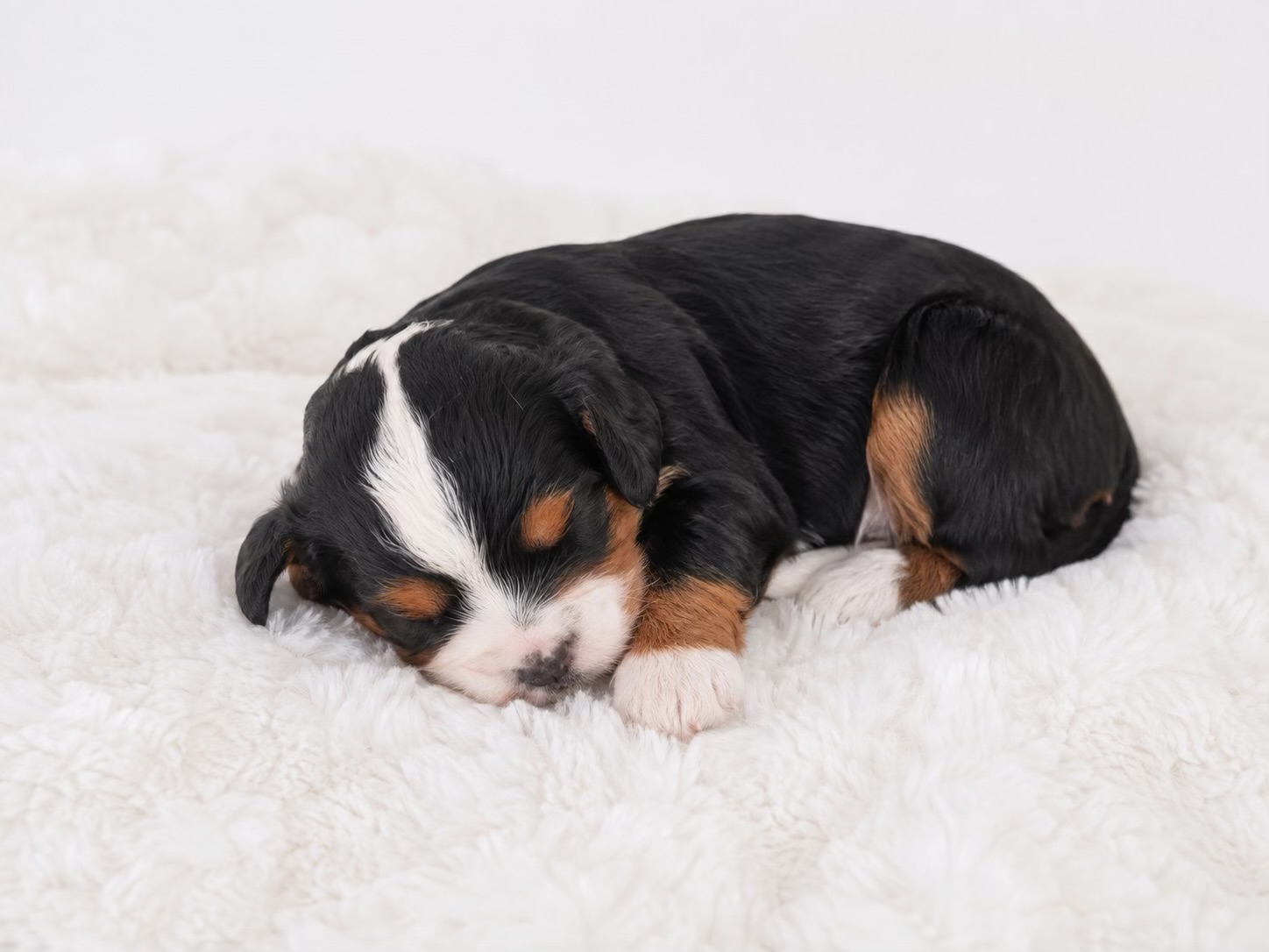 Mini Cavapoo puppy 2