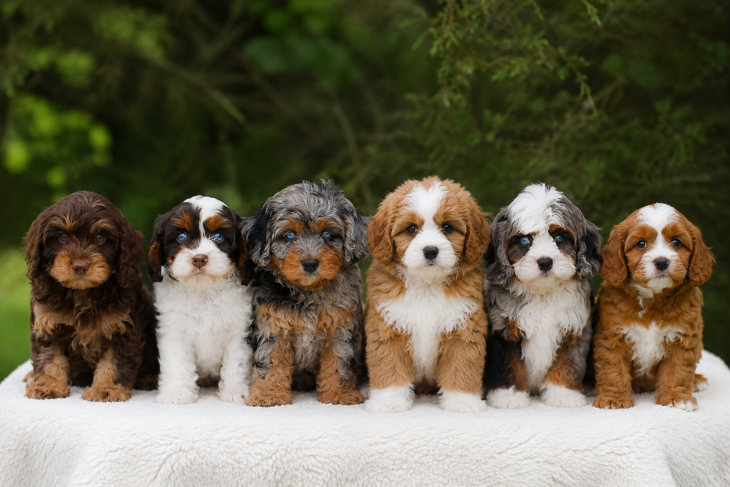 Six doodle puppies showing different coat colors and patterns