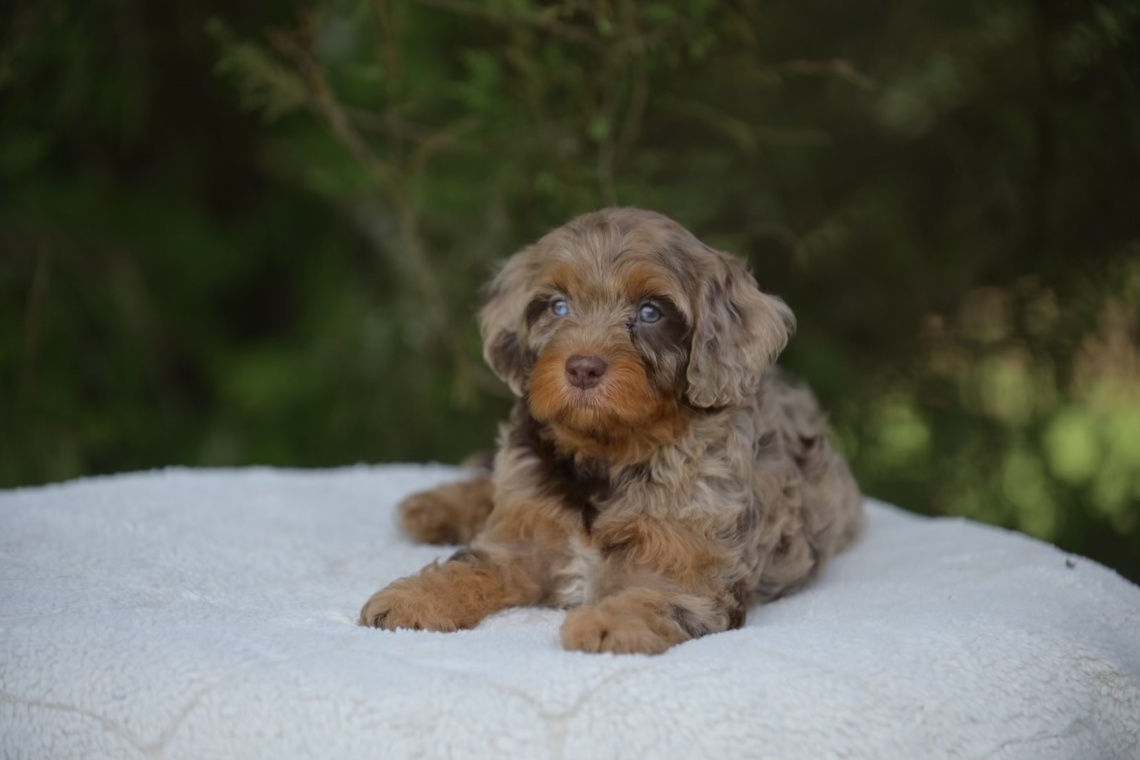 Cavapoo
