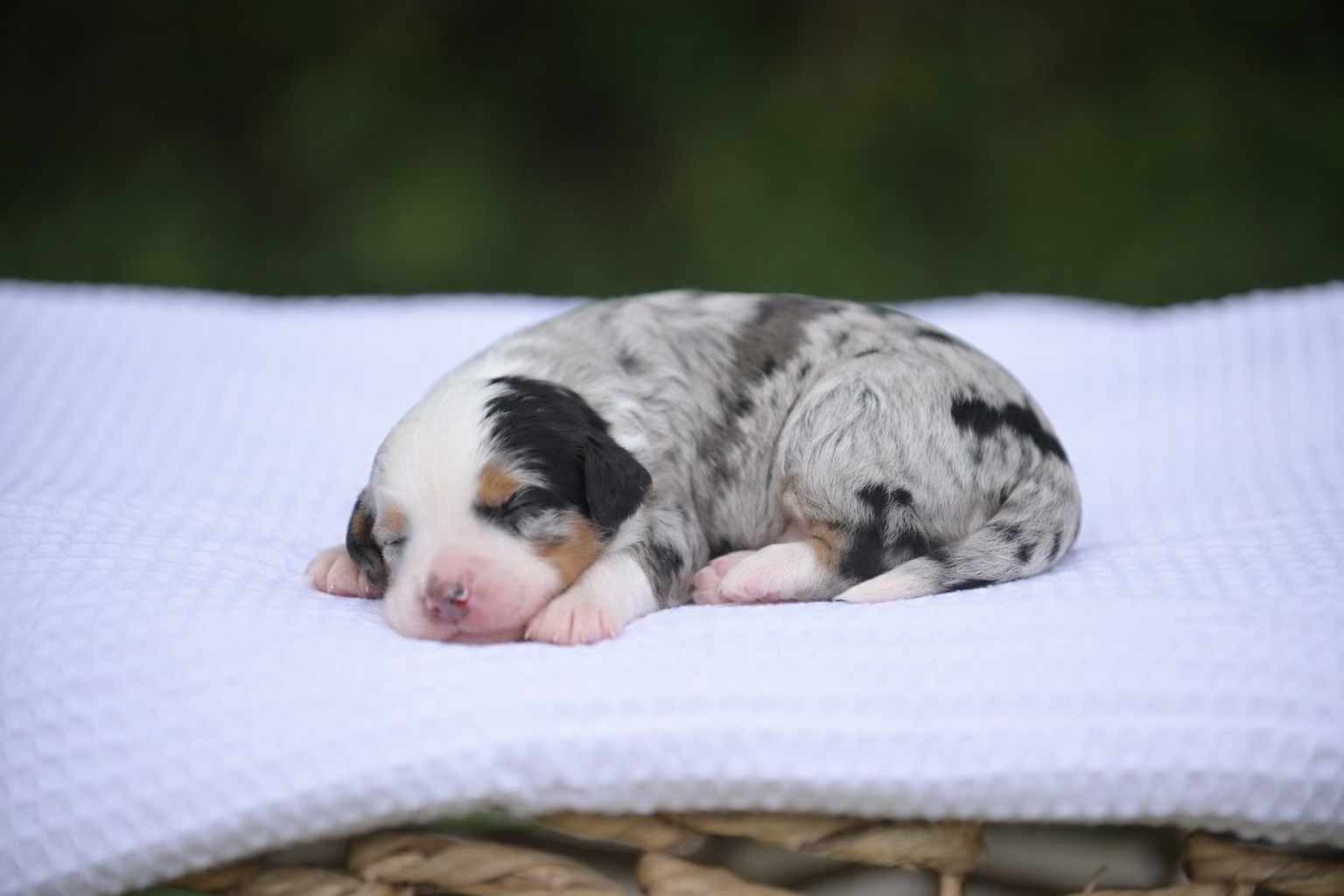 Australian Mountain Doodle puppy 3