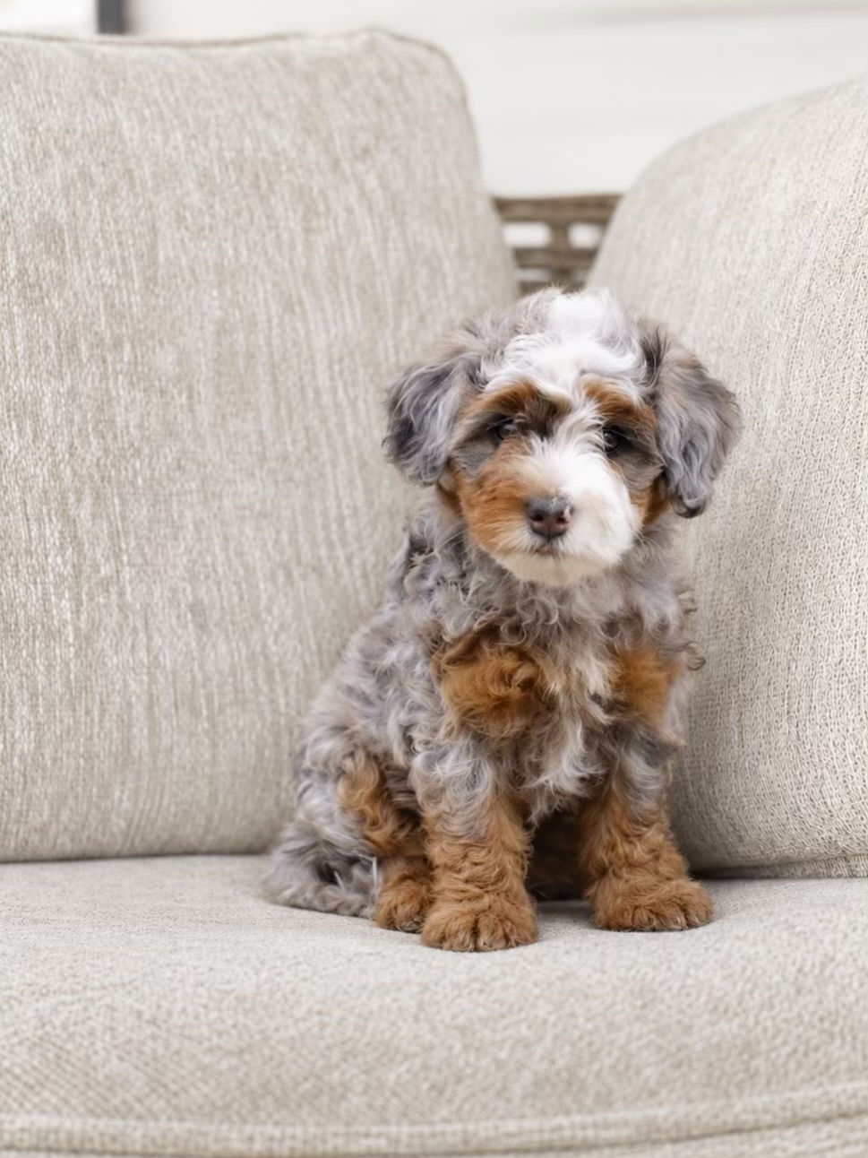 Blue merle tri puppy with grey, black, tan, and white markings sitting on a beige couch