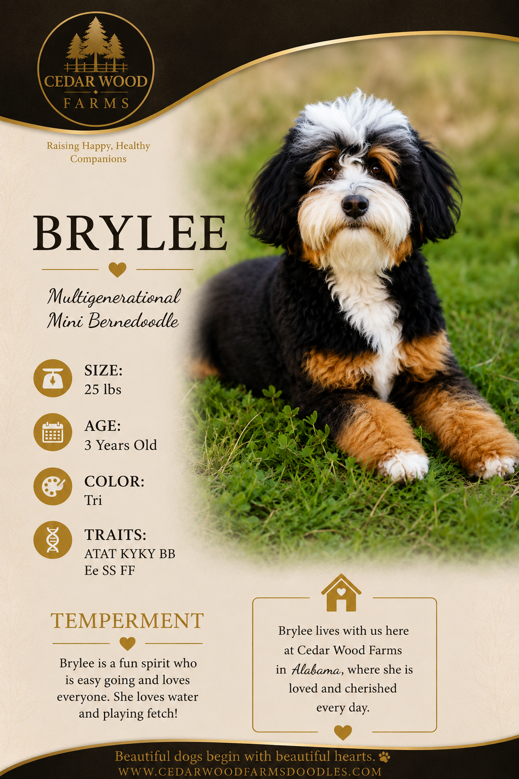 Brylee — a Tri Multigenerational Mini Bernedoodle breeding mom at Cedar Wood Farms in Berry, Alabama