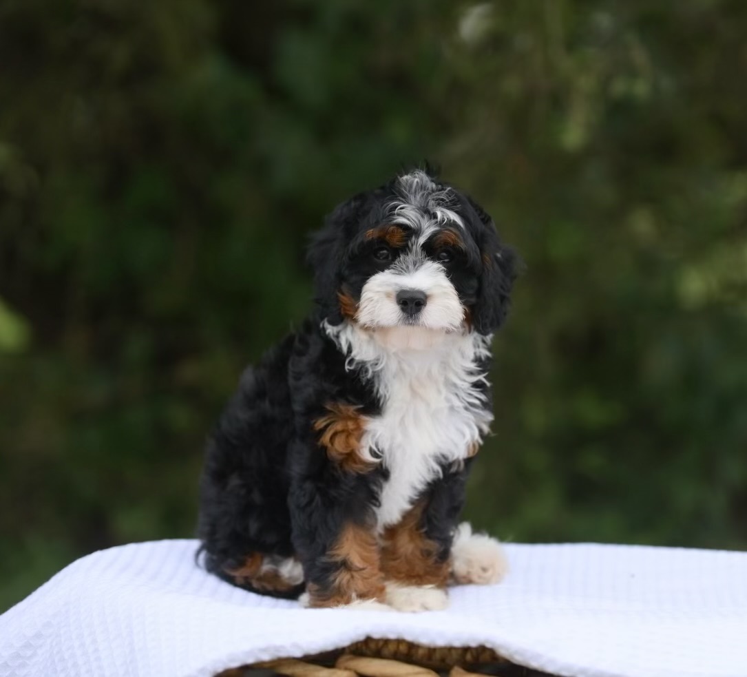 Tri-Color Bernedoodle puppy with black, white, and rust markings sitting on a white cloth with a green foliage background