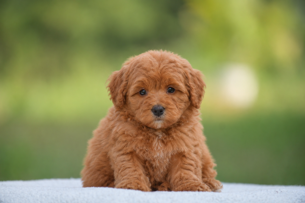 Miko — a Red Toy Bernedoodle male puppy at Cedar Wood Farms in Berry, Alabama