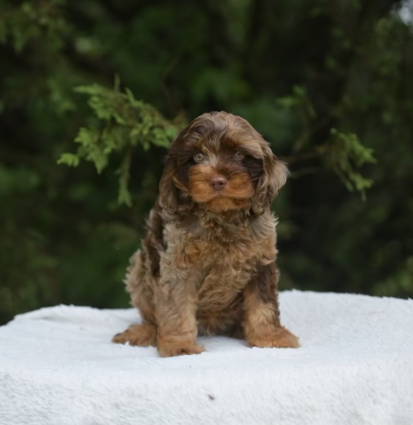 Spot — a Brown Merle Cavapoo male puppy at Cedar Wood Farms in Berry, Alabama