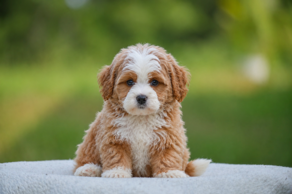 Mowgli — a Red Tuxedo (thick wavy coat) Toy Bernedoodle male puppy at Cedar Wood Farms in Berry, Alabama