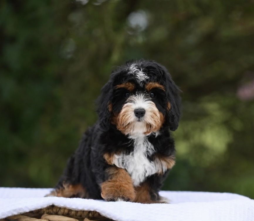 Tri-Color Bernedoodle puppy with black, white, and tan markings sitting on a white cloth in front of a woven basket with green foliage background