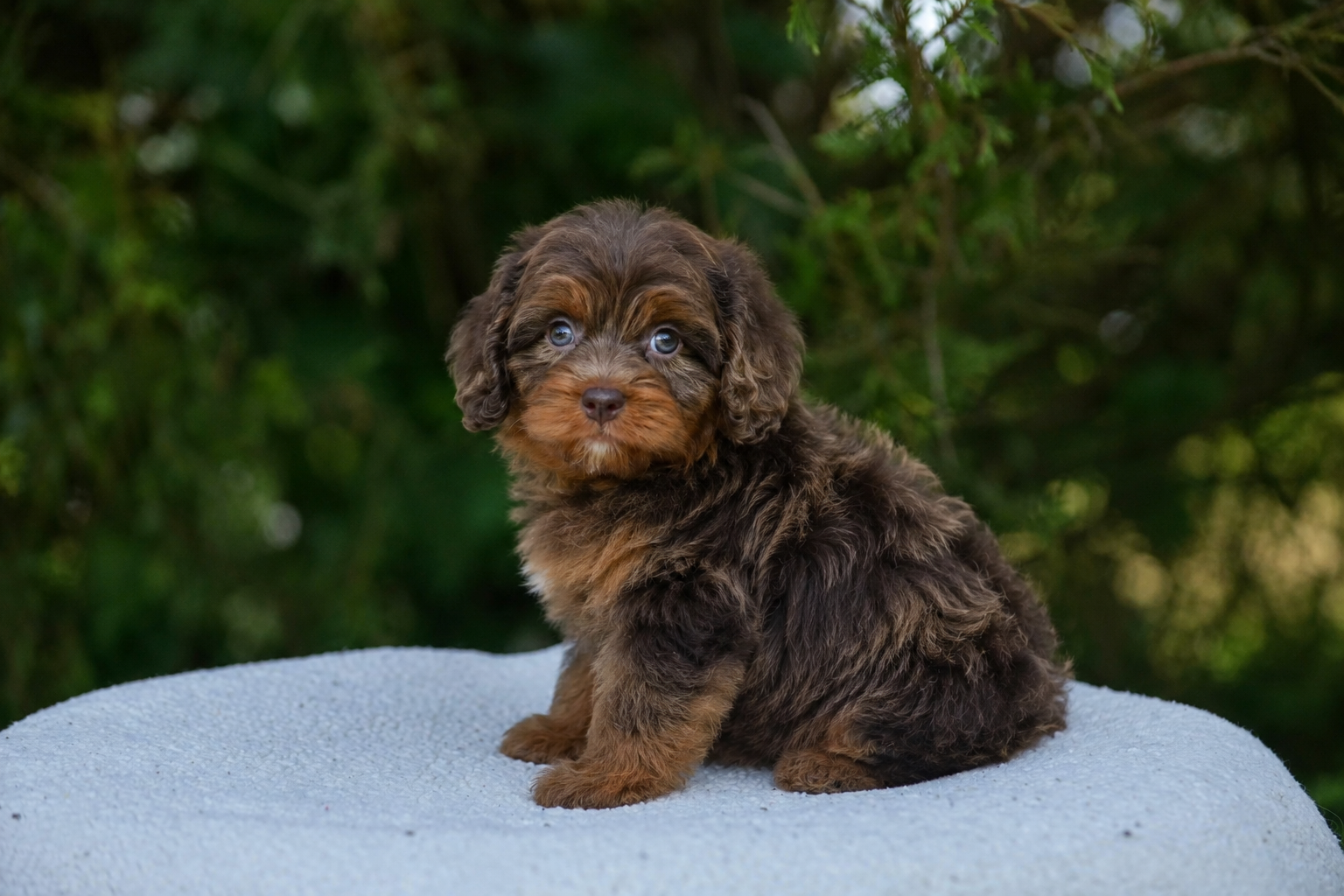 Past Cedar Wood Farms puppy