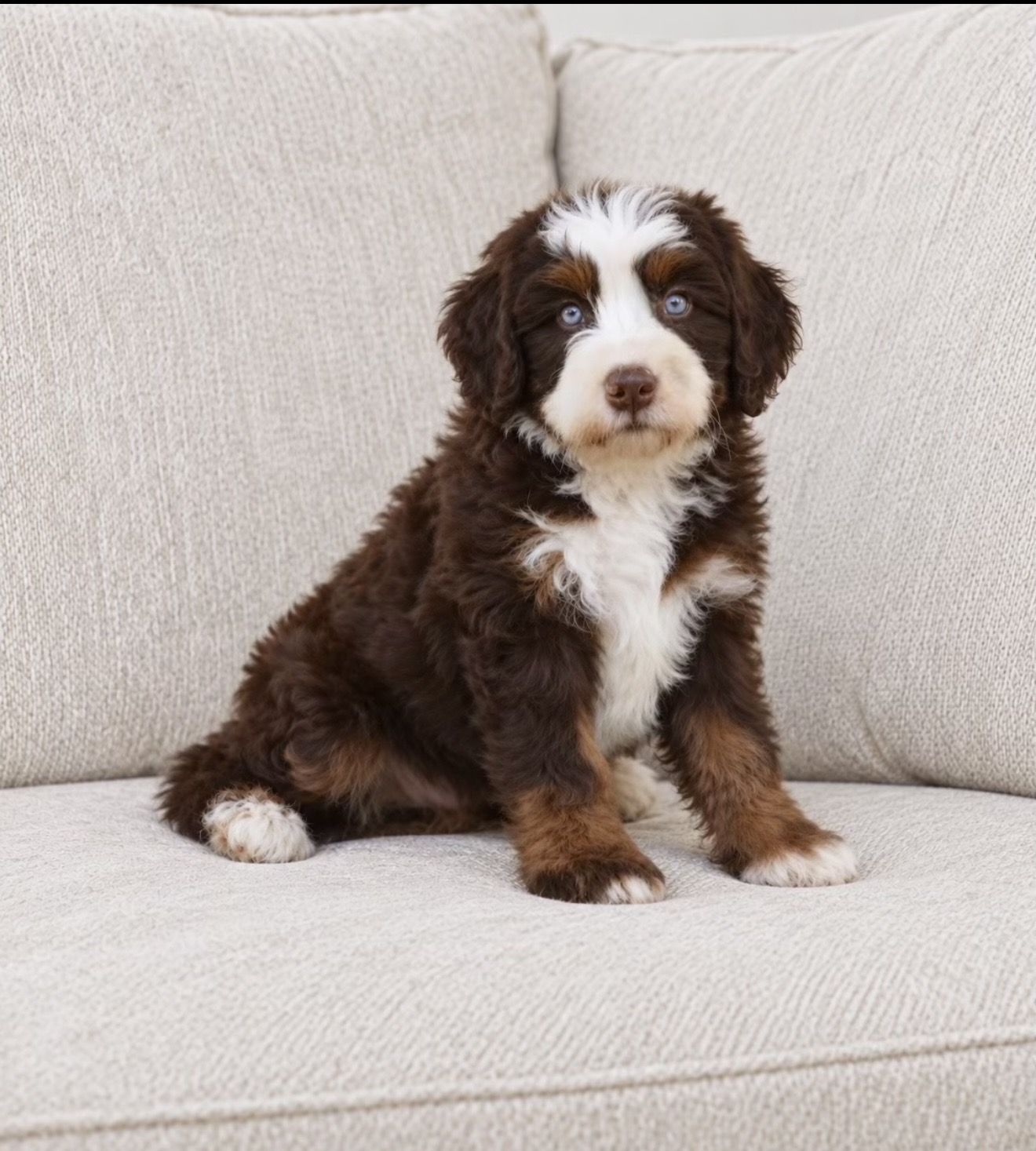 Chocolate tri puppy with light blue eyes, a white blaze, and copper markings sitting on a beige couch