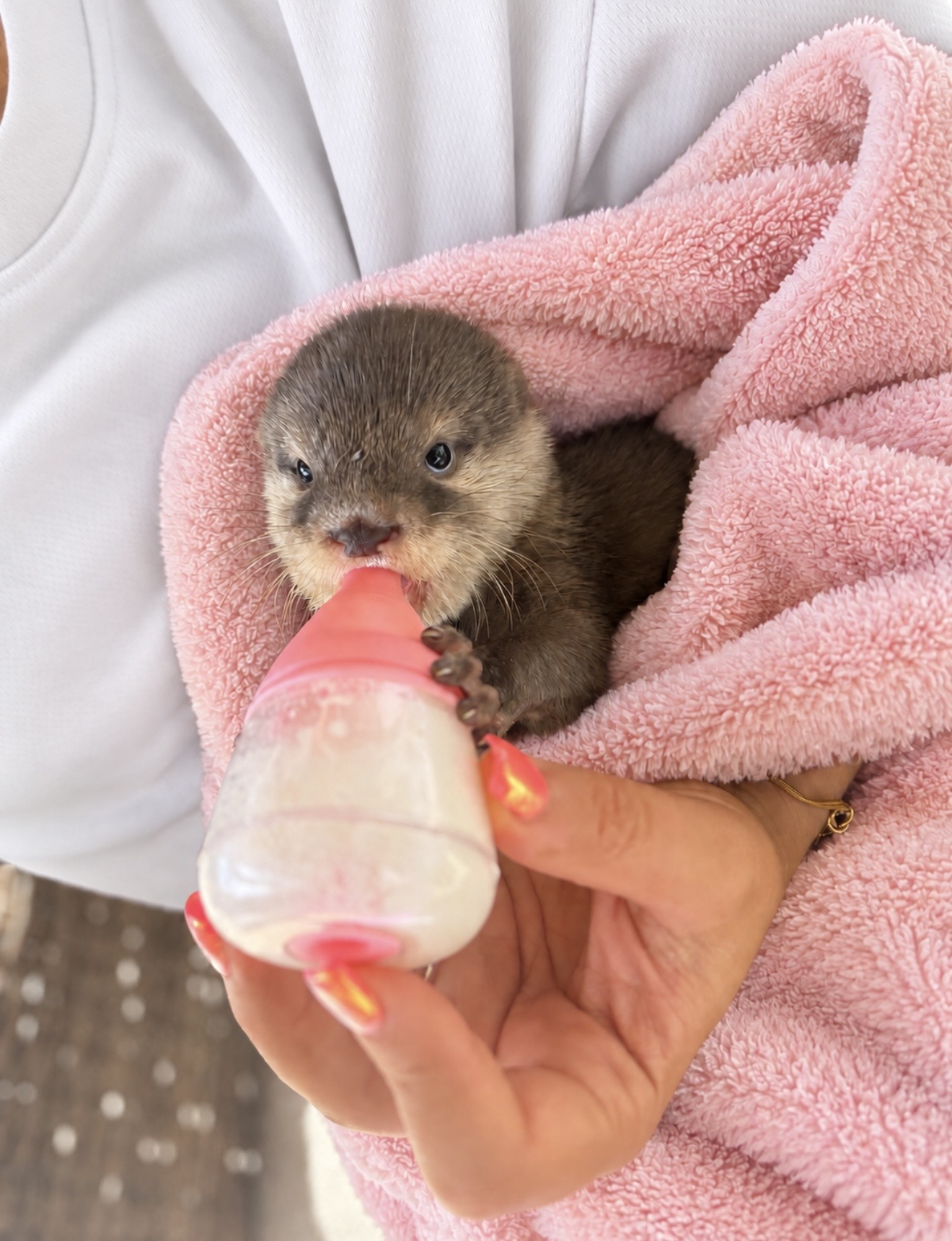 Bubbles the otter