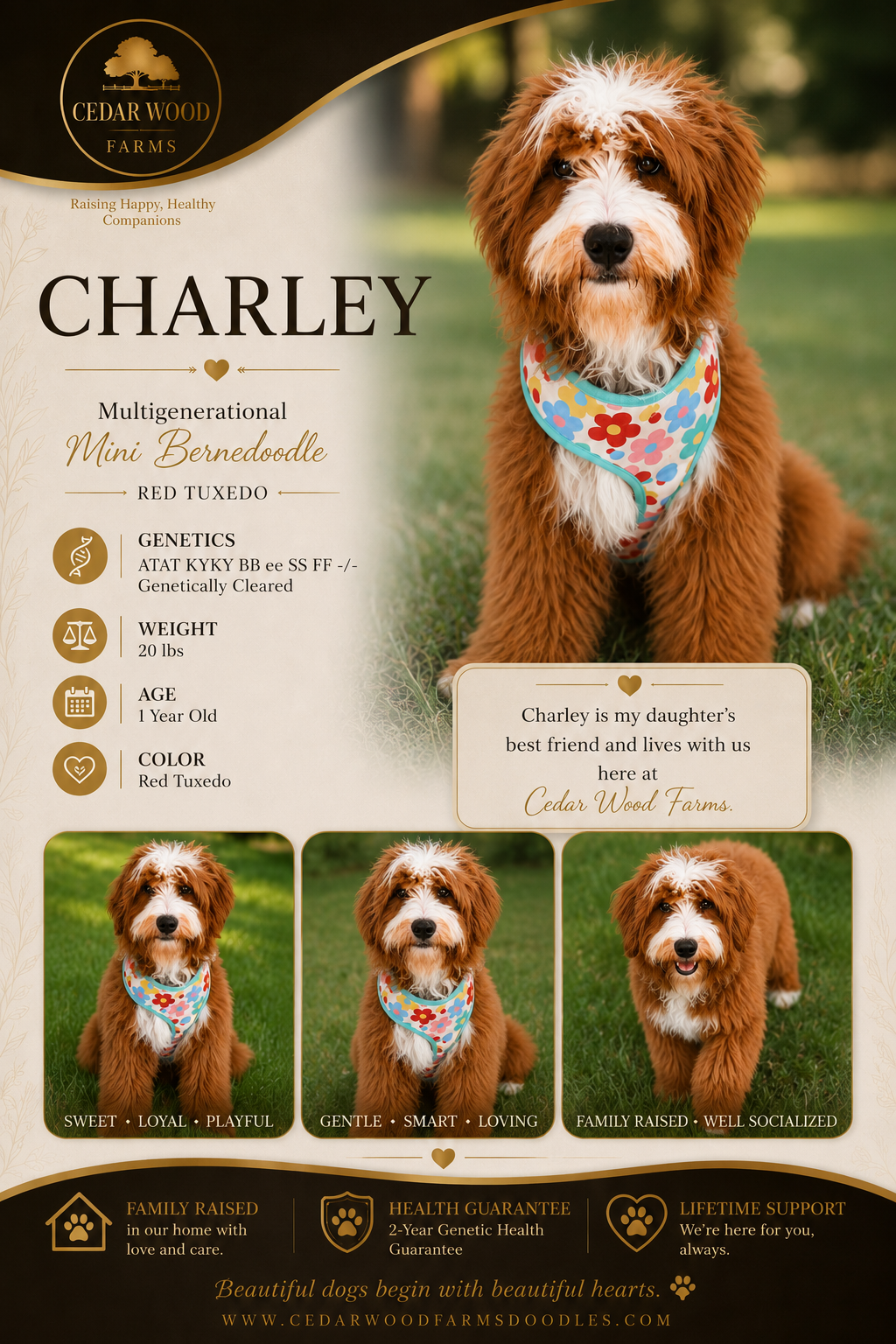 Charley — a Red Tuxedo Multigenerational Mini Bernedoodle breeding mom at Cedar Wood Farms in Berry, Alabama